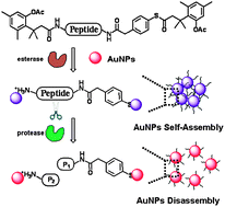 Graphical abstract: Novel trimethyl lock based enzyme switch for the self-assembly and disassembly of gold nanoparticles