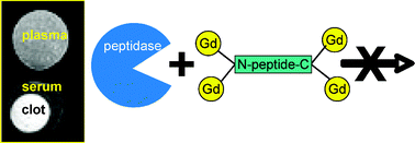 Graphical abstract: Effect of peptide-chelate architecture on the metabolic stability of peptide-based MRI contrast agents