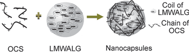 Graphical abstract: Preparation, characterization and applications of low-molecular-weight alginate–oligochitosan nanocapsules