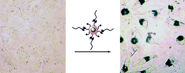 Graphical abstract: Recognition and transmembrane delivery of bioconjugated Fe2O3@Au nanoparticles with living cells