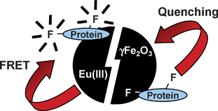 Graphical abstract: Rapid detection of trace amounts of surfactants using nanoparticles in fluorometric assays