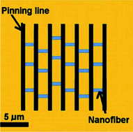 Graphical abstract: Pinning of organic nanofiber surface growth