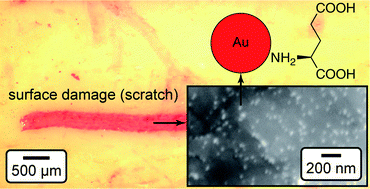 Graphical abstract: Preparation of functionalized gold nanoparticles as a targeted X-ray contrast agent for damaged bone tissue