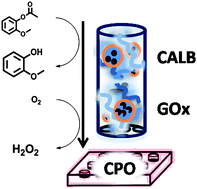 Graphical abstract: A hydrogel-based enzyme-loaded polymersome reactor