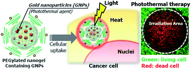 Graphical abstract: Large payloads of gold nanoparticles into the polyamine network core of stimuli-responsive PEGylated nanogels for selective and noninvasive cancer photothermal therapy