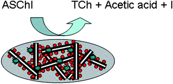 Graphical abstract: Development of Au nanoparticles dispersed carbon nanotube-based biosensor for the detection of paraoxon