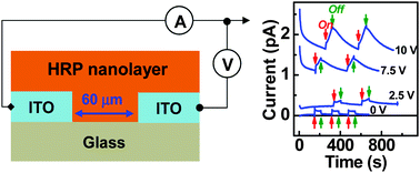 Graphical abstract: Bias-dependent photocurrent response in protein nanolayer-embedded solid state planar diode devices