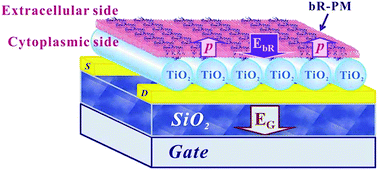 Graphical abstract: Bidirectional mediation of TiO2 nanowires field effect transistor by dipole moment from purple membrane