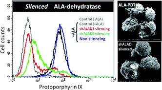 Graphical abstract: Silencing of ALA dehydratase affects ALA-photodynamic therapy efficacy in K562 erythroleukemic cells