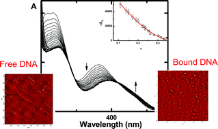 Graphical abstract: Photophysical properties of N-alkylated azahelicene derivatives as DNA intercalators: counterion effects