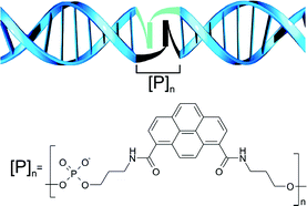 Graphical abstract: Photophysical characterization of oligopyrene modules for DNA-based nanosystems