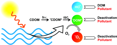 Graphical abstract: Reactive photoinduced species in estuarine waters. Characterization of hydroxyl radical, singlet oxygen and dissolved organic matter triplet state in natural oxidation processes