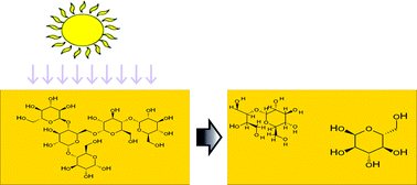 Graphical abstract: Terrestrial humic substances induce photodegradation of polysaccharides in the aquatic environment