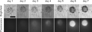 Graphical abstract: A micropatterned cell array with an integrated oxygen-sensitive fluorescent membrane