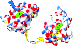 Graphical abstract: Interdomain signalling in the blue-light sensing and GTP-binding protein YtvA: A mutagenesis study uncovering the importance of specific protein sites