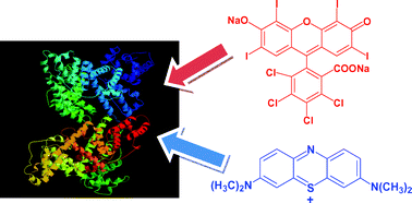 Graphical abstract: Photophysics and photochemistry of dyes bound to human serum albumin are determined by the dye localization