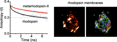 Graphical abstract: Functional interaction structures of the photochromic retinal protein rhodopsin