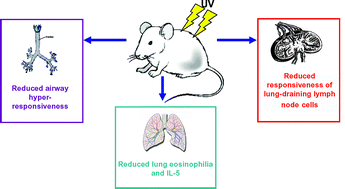 Graphical abstract: UV exposure and protection against allergic airways disease