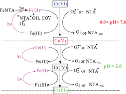 Graphical abstract: Photoinduced reduction of chromium(vi) by iron aminopolycarboxylate complex (FeNTA)