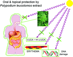 Graphical abstract: Mechanistic insights in the use of a Polypodium leucotomos extract as an oral and topical photoprotective agent