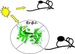 Graphical abstract: Oestrogen receptor-β signalling protects against transplanted skin tumour growth in the mouse