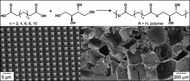 Graphical abstract: Aliphatic polyester elastomers derived from erythritol and α,ω-diacids