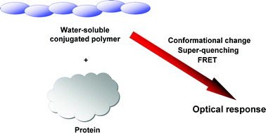 Graphical abstract: Water-soluble conjugated polymers as the platform for protein sensors