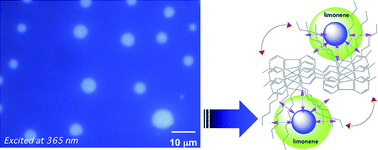 Graphical abstract: Ambidextrous circular dichroism and circularly polarised luminescence from poly(9,9-di-n-decylfluorene) by terpene chirality transfer