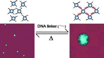 Graphical abstract: Specific interaction of DNA-functionalized polymer colloids