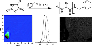 Graphical abstract: How controlled and versatile is N-carboxy anhydride (NCA) polymerization at 0 °C? Effect of temperature on homo-, block- and graft (co)polymerization