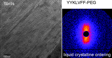 Graphical abstract: Self-assembly of an amyloid peptide fragment–PEG conjugate: lyotropic phase formation and influence of PEG crystallization