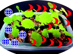 Graphical abstract: Distinct uptake of tellurate from selenate in a selenium accumulator, Indian mustard (Brassica juncea)