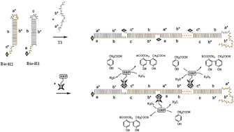 Graphical abstract: Fluorescence detection for DNA using hybridization chain reaction with enzyme-amplification