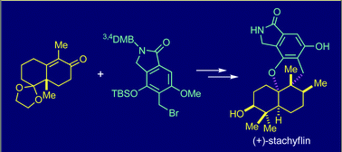 Graphical abstract: Total synthesis of (+)-stachyflin: a potential anti-influenza A virus agent