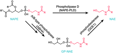 Graphical abstract: Characterization of mice lacking candidate N-acyl ethanolamine biosynthetic enzymes provides evidence for multiple pathways that contribute to endocannabinoid production in vivo