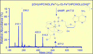 Graphical abstract: Investigation of the interaction of iron(iii) complexes with dAMP by ESI-MS, MALDI-MS and potentiometric titration: insights into synthetic nuclease behavior