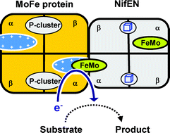Graphical abstract: Formation of a homocitrate-free iron-molybdenum cluster on NifEN: Implications for the role of homocitrate in nitrogenase assembly
