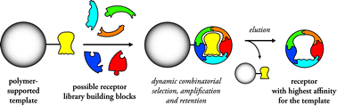 Graphical abstract: Affinity chromatography in dynamic combinatorial libraries: one-pot amplification and isolation of a strongly binding receptor