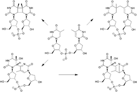 Graphical abstract: Chemical investigation of light induced DNA bipyrimidine damage and repair