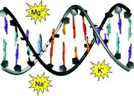 Graphical abstract: Functional metal ions in nucleic acids