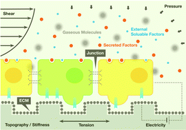 Graphical abstract: Regulating microenvironmental stimuli for stem cells and cancer cells using microsystems