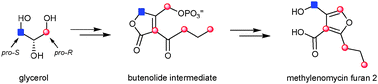 Graphical abstract: A butenolide intermediate in methylenomycin furan biosynthesis is implied by incorporation of stereospecifically 13C-labelled glycerols