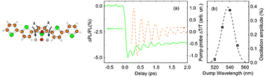 Graphical abstract: Observation and control of coherent torsional dynamics in a quinquethiophene molecule