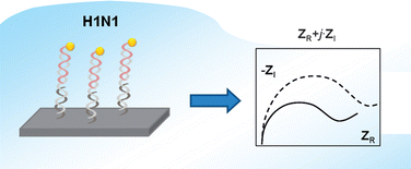 Graphical abstract: Impedimetric detection of influenza A (H1N1) DNA sequence using carbon nanotubes platform and gold nanoparticles amplification