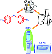 Graphical abstract: Screening for polybrominated diphenyl ethers in biological samples by reversed-phase fast HPLC-ICP MS