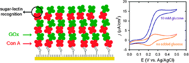 Graphical abstract: Supramolecular assembly of glucose oxidase on concanavalin A—modified gold electrodes