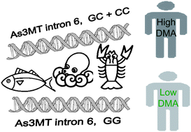 Graphical abstract: Genetic polymorphism of As3MT and delayed urinary DMA excretion after organic arsenic intake from oyster ingestion