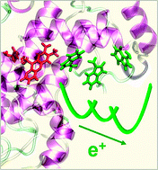 Graphical abstract: The thermodynamics of charge transfer in DNA photolyase: using thermodynamic integration calculations to analyse the kinetics of electron transfer reactions