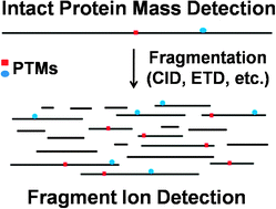 Graphical abstract: The emerging process of Top Down mass spectrometry for protein analysis: biomarkers, protein-therapeutics, and achieving high throughput