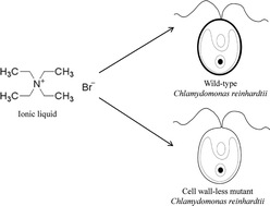 Graphical abstract: The role of the cell wall in the toxicity of ionic liquids to the alga Chlamydomonas reinhardtii